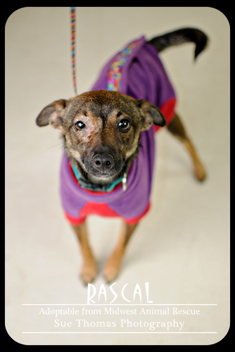 Rascal