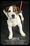 Cookie Puppy
