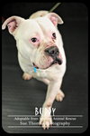 Buddy