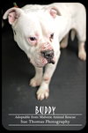 Buddy