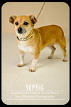 Sophie