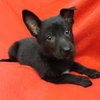 Stacey Puppy