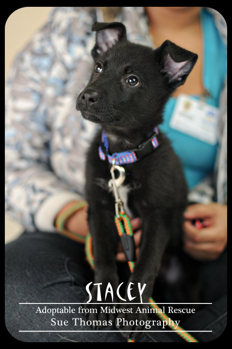 Stacey Puppy