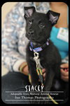 Stacey Puppy