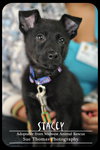 Stacey Puppy