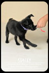 Stacey Puppy