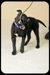 Stacey Puppy