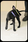 Stacey Puppy