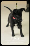Stacey Puppy