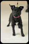 Stacey Puppy