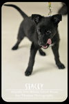 Stacey Puppy