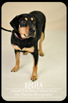 Breila