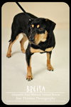 Breila