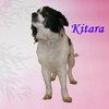 Kitara