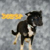Dozer