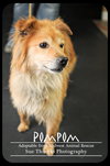 Pompom