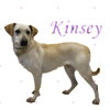 Kinsey