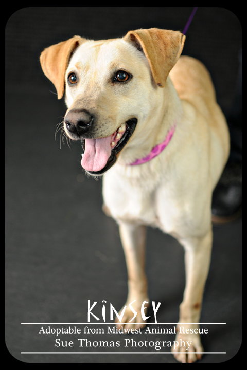 Kinsey