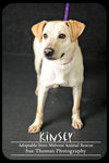 Kinsey