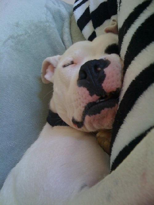 Petey
