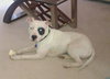 Petey
