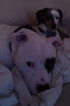 Petey