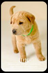 Clyde
