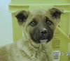 Colt - Arriving 3/3 Foster Needed
