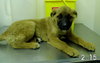 Colt - Arriving 3/3 Foster Needed