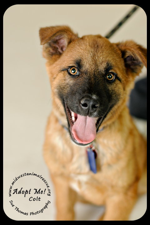 Colt - Arriving 3/3 Foster Needed