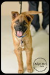 Colt - Arriving 3/3 Foster Needed