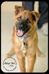 Colt - Arriving 3/3 Foster Needed