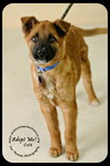 Colt - Arriving 3/3 Foster Needed