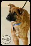 Colt - Arriving 3/3 Foster Needed