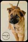 Colt - Arriving 3/3 Foster Needed