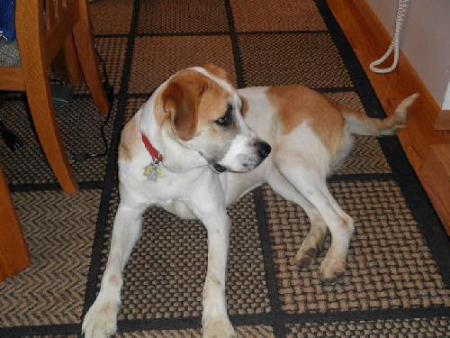 Dewey