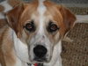 Dewey