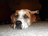 Dewey