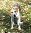 Dewey