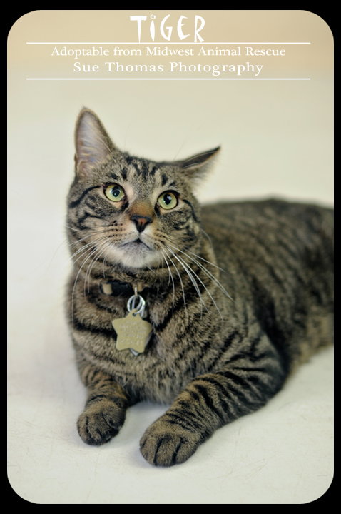 Tripod Tiger!