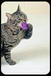 Tripod Tiger!