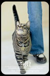 Tripod Tiger!
