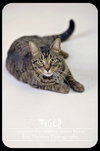 Tripod Tiger!