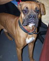Angus