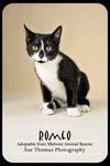 Romeo