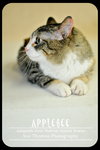 Applebee