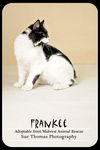 Frankee