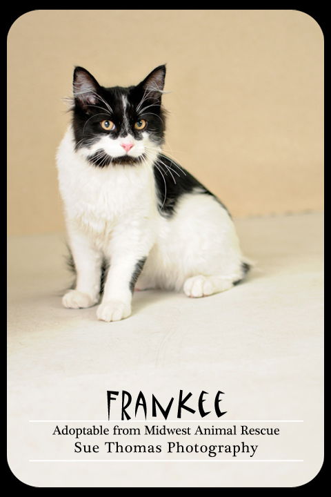 Frankee
