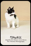 Frankee