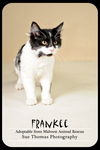 Frankee